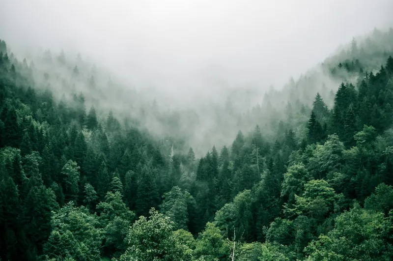 Autorização de corte de árvores em área urbana e rural com compensação ambiental